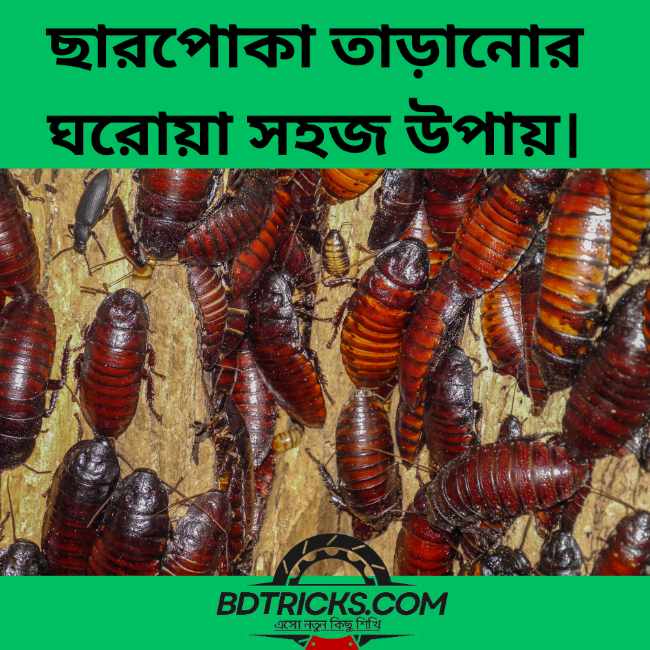 ছারপোকা-তাড়ানোর-ঘরোয়া